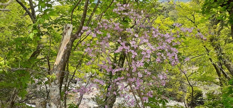 156-141(55-55)鹿川キャンプ場505_130814