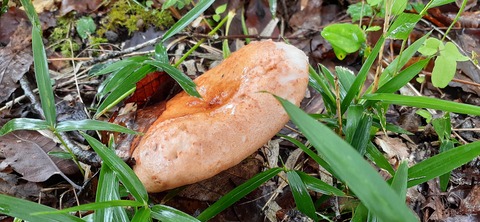 163-148(5-5)いもんころ625_120335