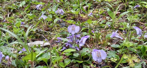 151-136(50-50)423湯の浦総合キャンプ場_131457