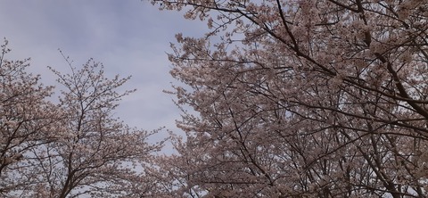 203-187(45-44)長崎鼻リゾートキャンプ場402_095800