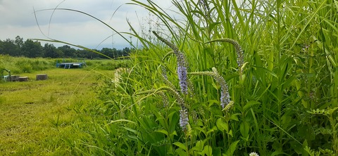167-152(9-9)久住星群れキャンプ場723_123212