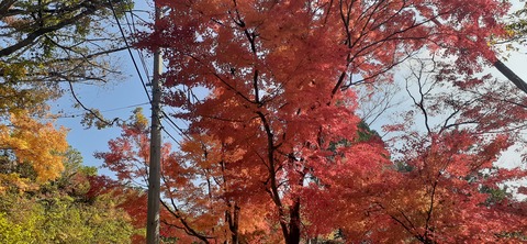 181-165(23-22)仲山城跡キャンプ場1104_113013