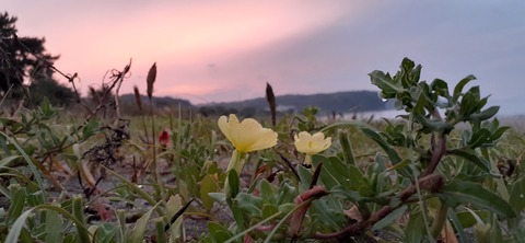 161-146(3-3)来浦キャンプ場611_191749