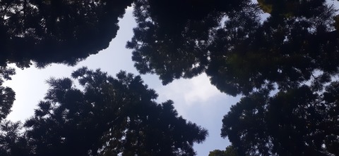 199-183(41-40)山中キャンプ場312_092626