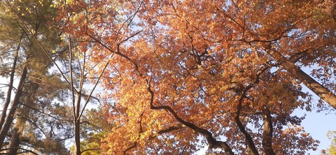 241-224(30-29)奥霧島御池キャンプ場②1126_083501