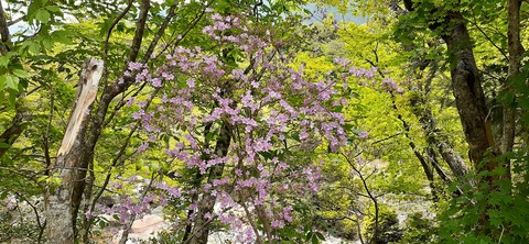 156-141(55-55)鹿川キャンプ場505_130820