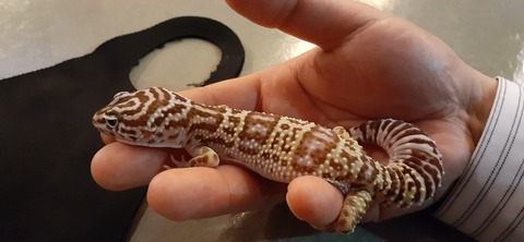 205-189(47-46)爬虫類BAR421_222530