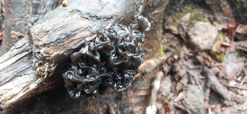 251-232(40-37)法華院温泉山荘2泊目223_111217