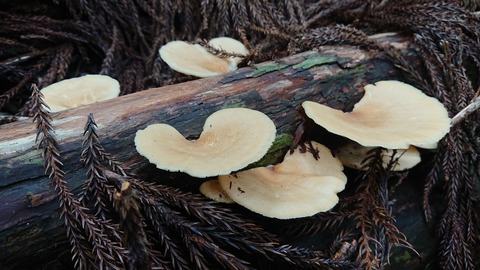 104-89(3-3)八木山渓流公園450