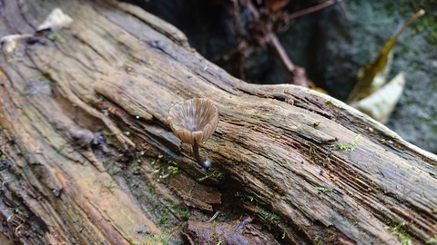 124-109(23-23)英彦山野営場99