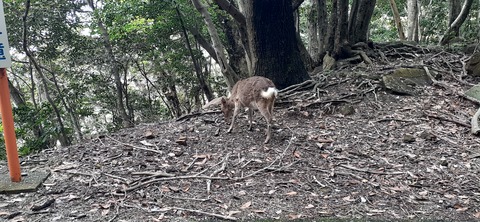 258-239(47-44)オーシャンビュー429_140647