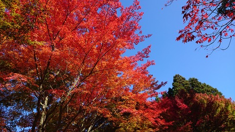 124-109(23-23)英彦山野営場181