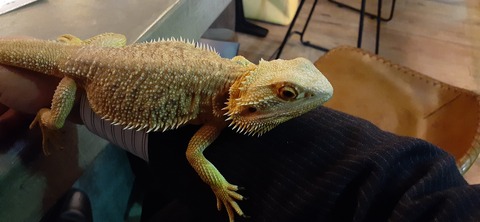 205-189(47-46)爬虫類BAR421_223742