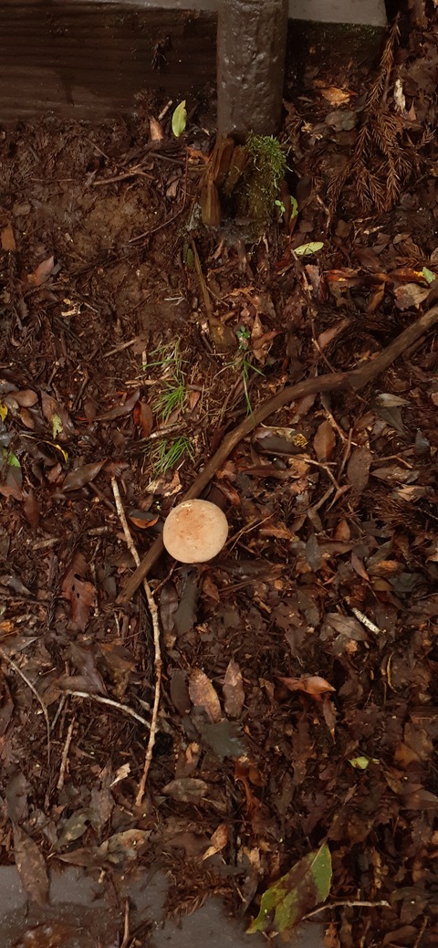 227-210(16-15)スノーピーク奥日田902_101843