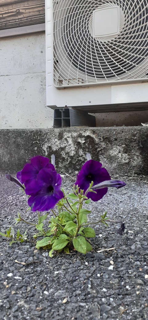 155-140(54-54)うめキャンプ村504_134107