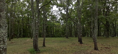 172-157(14-14)くじゅう自然動物園903_113640