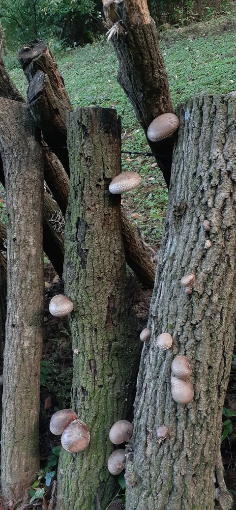 182-166(24-23)長湯きらりキャンプ場1105_132929