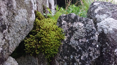 109-94(8-8)背振山キャンプ場884