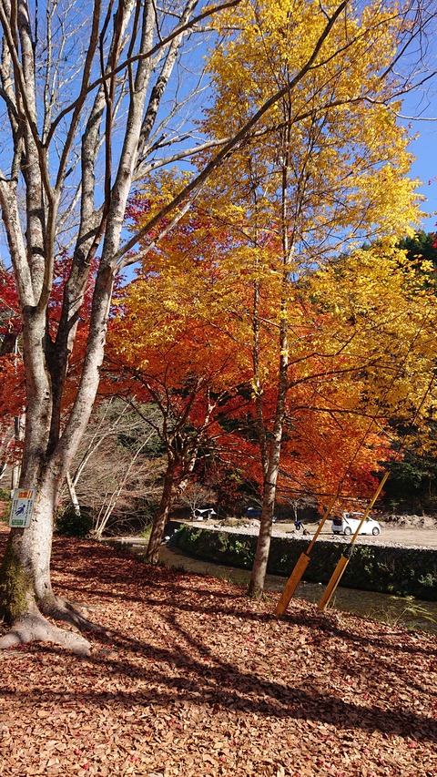 71-58(26-22)遊水峡キャンプ場461S