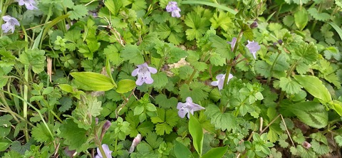 255-236(44-41)味見桜公園413_143802