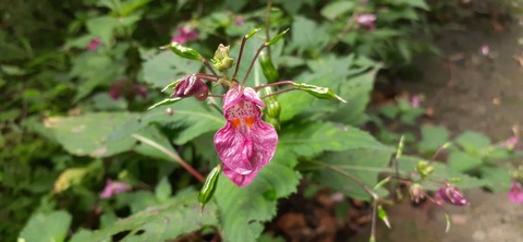 227-210(16-15)スノーピーク奥日田902_135641