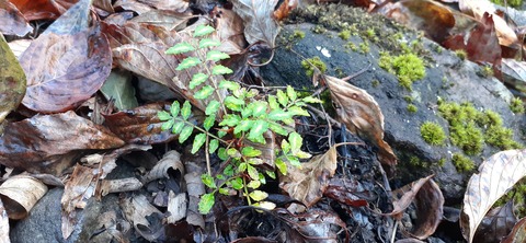 182-166(24-23)牧の原キャンプ場2回目1113_083959