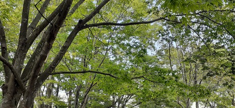 207-191(49-48)津志田河川公園乙女河原501_153626