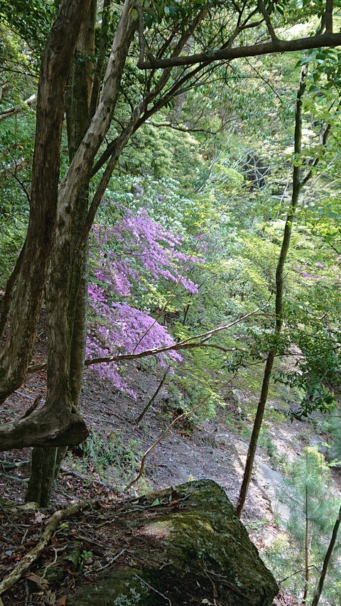 100-85(55-49)鹿川キャンプ場7018