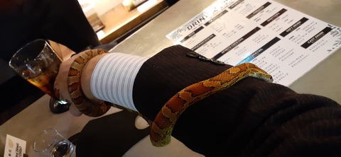 205-189(47-46)爬虫類BAR421_222715