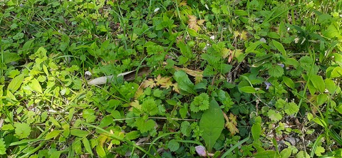 255-236(44-41)味見桜公園413_124145