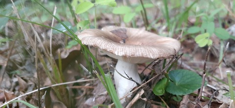 167-152(9-9)久住星群れキャンプ場723_153157