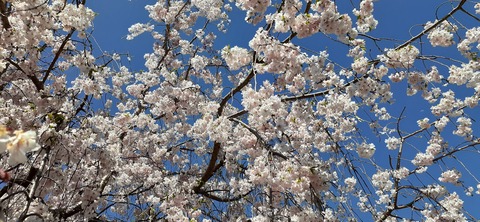 150-1345(49-49)吉井百年公園9_151740