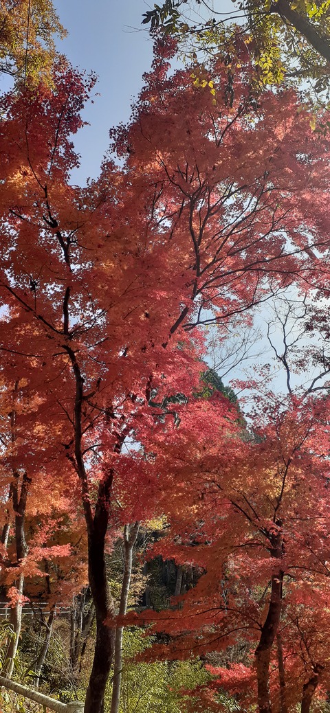 181-165(23-22)仲山城跡キャンプ場1104_112950