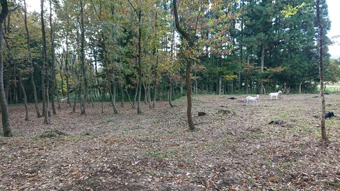 125-110(24-24)キャンプ&農園玖珠の杜210