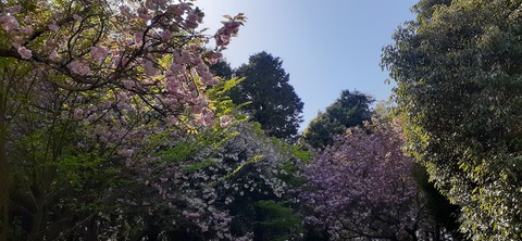 150-1345(49-49)吉井百年公園9_153246
