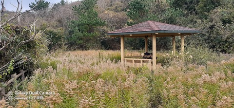 131-116(30-30)大島津和瀬キャンプ場33235