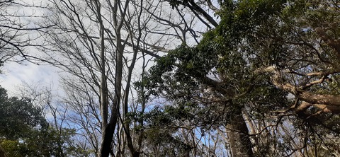 251-232(40-37)伽藍岳ゲリラキャン303_085742