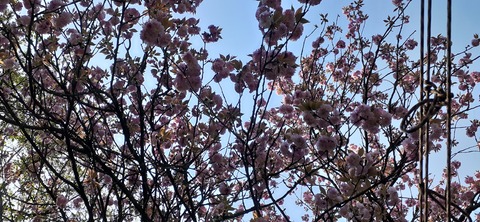 150-1345(49-49)吉井百年公園10_085445