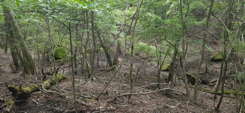 266-247(3-3)天空の杜602_080818