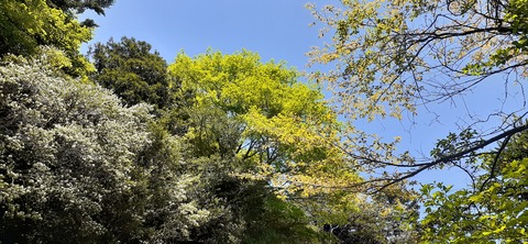 209-193(51-50)えびの高原キャンプ村503_115720