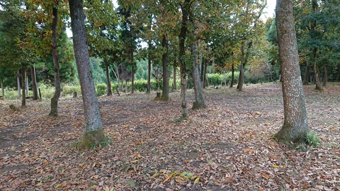 125-110(24-24)キャンプ&農園玖珠の杜207