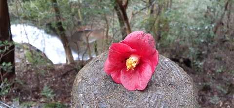 147-132(46-46)桂木山麓白糸の滝20_102851