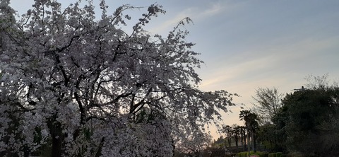 150-1345(49-49)吉井百年公園10_060224