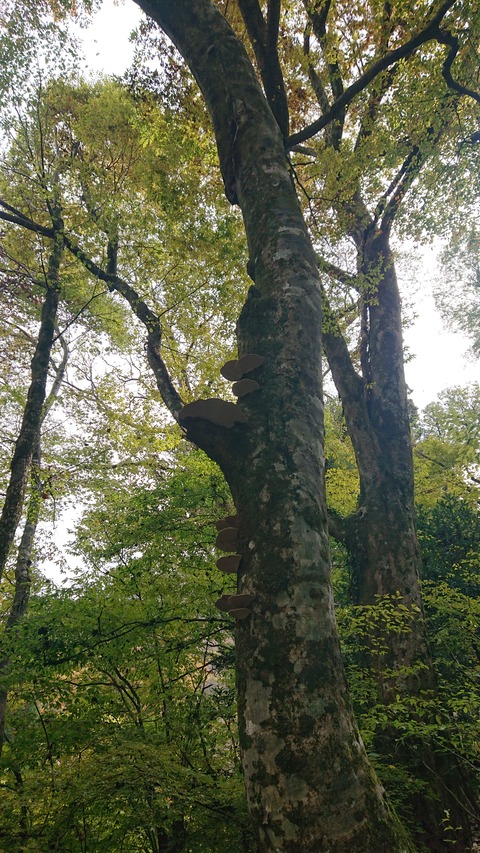 123-108(22-22)カナディアンビレッジ957