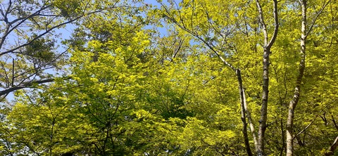 255-236(44-41)味見桜公園413_124105