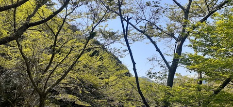 255-236(44-41)味見桜公園413_124115