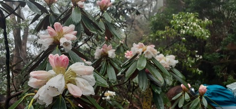 260-241(49-46)宮之浦岳淀川小屋501_081920