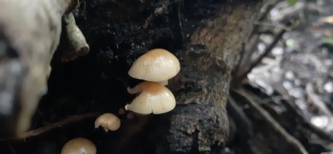 257-238(46-43)開聞岳428_070209