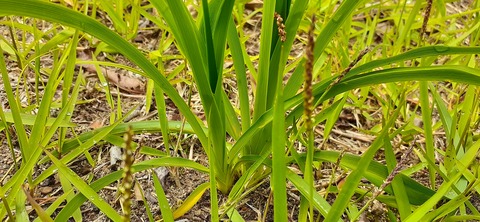 159-144(1-1)遊牧民521_144019