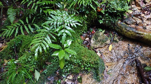 52-41矢谷渓谷キャンプ場647S